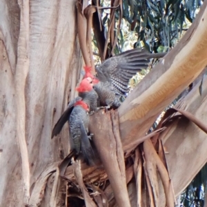 Callocephalon fimbriatum at Cook, ACT - 12 Aug 2024