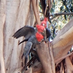 Callocephalon fimbriatum at Cook, ACT - 12 Aug 2024