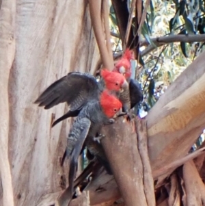 Callocephalon fimbriatum at Cook, ACT - 12 Aug 2024