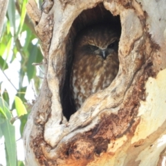 Ninox boobook (Southern Boobook) at Kambah, ACT - 12 Aug 2024 by LinePerrins