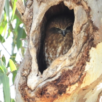 Ninox boobook (Southern Boobook) at Kambah, ACT - 12 Aug 2024 by LineMarie
