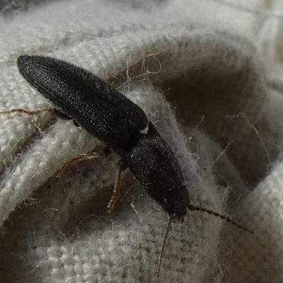 Elateridae (family) (Unidentified click beetle) at Borough, NSW - 12 Aug 2024 by Paul4K