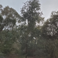 Eucalyptus sp. (A Gum Tree) at Roleystone, WA - 12 Aug 2024 by bookbuster