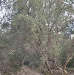 Melaleuca rhaphiophylla (Swamp Paperbark) at Roleystone, WA - 12 Aug 2024 by bookbuster