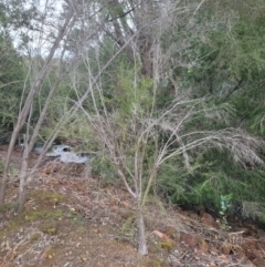 Unverified Other Shrub at Roleystone, WA - 12 Aug 2024 by bookbuster