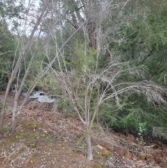 Unidentified Other Shrub at Roleystone, WA - 12 Aug 2024 by bookbuster