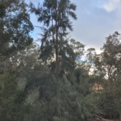 Casuarina/Allocasuarina sp. (Casuarina) at Roleystone, WA - 12 Aug 2024 by bookbuster