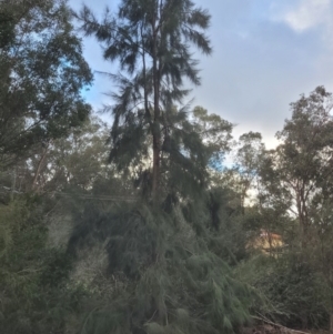 Casuarina/Allocasuarina sp. at Roleystone, WA - 12 Aug 2024 06:09 PM