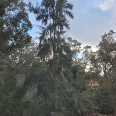 Casuarina glauca at Roleystone, WA - 12 Aug 2024 by bookbuster