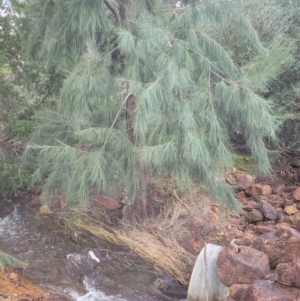 Casuarina/Allocasuarina sp. at Roleystone, WA - 12 Aug 2024 06:09 PM