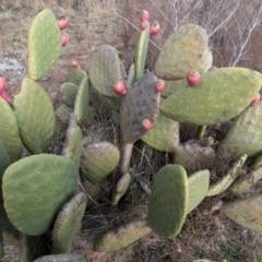 Opuntia ficus-indica (Indian Fig, Spineless Cactus) at Kambah, ACT - 12 Aug 2024 by HelenCross