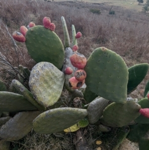 Opuntia ficus-indica at Kambah, ACT - 12 Aug 2024