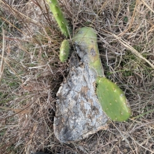 Opuntia ficus-indica at Kambah, ACT - 12 Aug 2024