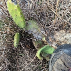 Opuntia ficus-indica at Kambah, ACT - 12 Aug 2024