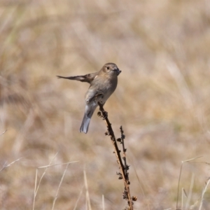 Petroica phoenicea at Rendezvous Creek, ACT - 11 Aug 2024 01:17 PM