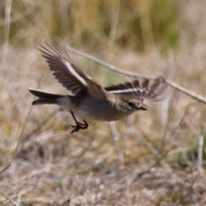 Petroica phoenicea at Rendezvous Creek, ACT - 11 Aug 2024 01:17 PM