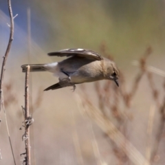 Petroica phoenicea at Rendezvous Creek, ACT - 11 Aug 2024 01:17 PM