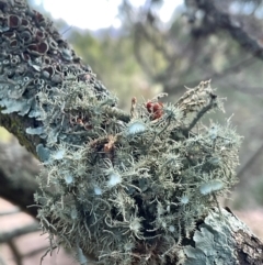 Usnea sp. (genus) (Bearded lichen) at Strathnairn, ACT - 17 Jul 2024 by Jennybach