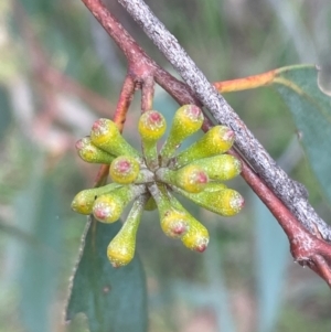 Eucalyptus dives at Bruce, ACT - 12 Aug 2024