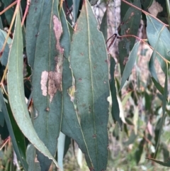 Eucalyptus dives at Bruce, ACT - 12 Aug 2024