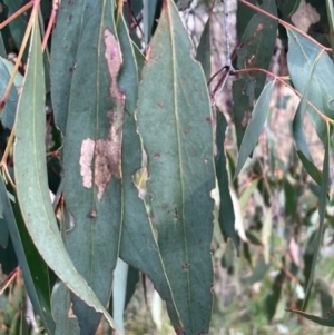 Eucalyptus dives at Bruce, ACT - 12 Aug 2024