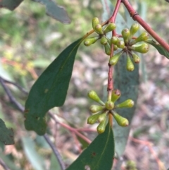 Eucalyptus dives at Bruce, ACT - 12 Aug 2024