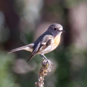 Petroica boodang at Rendezvous Creek, ACT - 11 Aug 2024 01:40 PM