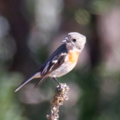 Petroica boodang at Rendezvous Creek, ACT - 11 Aug 2024 01:40 PM