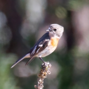 Petroica boodang at Rendezvous Creek, ACT - 11 Aug 2024 01:40 PM