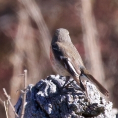 Petroica boodang at Rendezvous Creek, ACT - 11 Aug 2024 01:40 PM