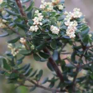 Monotoca elliptica at Ulladulla, NSW - 10 Aug 2024