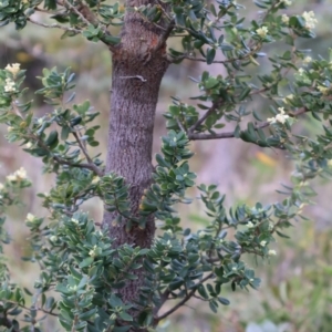 Monotoca elliptica at Ulladulla, NSW - 10 Aug 2024 03:53 PM