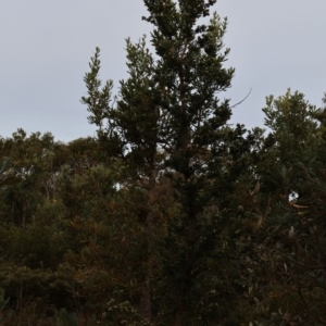 Monotoca elliptica at Ulladulla, NSW - 10 Aug 2024 03:53 PM