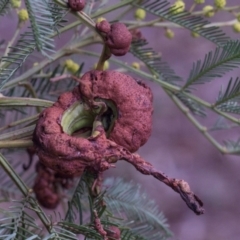 Uromycladium (genus) (A gall forming rust fungus) at Melba, ACT - 12 Aug 2024 by kasiaaus