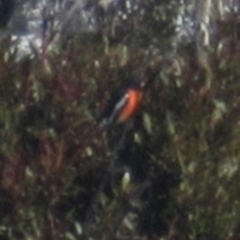 Petroica phoenicea (Flame Robin) at Kiandra, NSW - 11 Aug 2024 by JimL