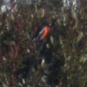 Petroica phoenicea at Kiandra, NSW - 11 Aug 2024