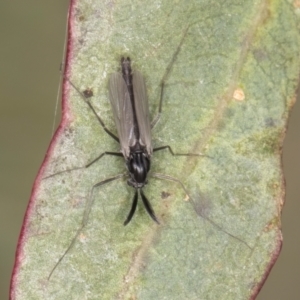 Cricotopus sp. (genus) at Melba, ACT - 12 Aug 2024