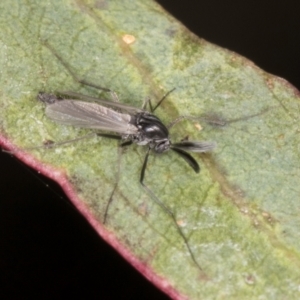 Cricotopus sp. (genus) at Melba, ACT - 12 Aug 2024