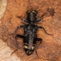 Cleridae sp. (family) (Checkered beetle) at Melba, ACT - 12 Aug 2024 by kasiaaus