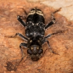 Cleridae sp. (family) at Melba, ACT - 12 Aug 2024