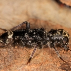 Cleridae sp. (family) at Melba, ACT - 12 Aug 2024 12:57 PM