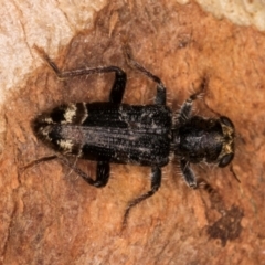 Cleridae sp. (family) at Melba, ACT - 12 Aug 2024