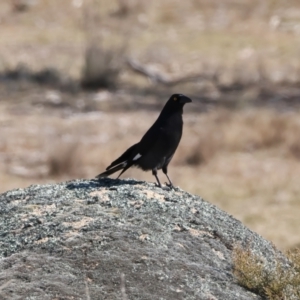 Strepera graculina at Rendezvous Creek, ACT - 11 Aug 2024