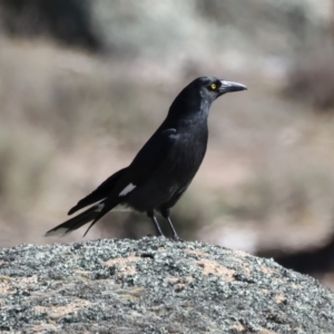 Strepera graculina at Rendezvous Creek, ACT - 11 Aug 2024