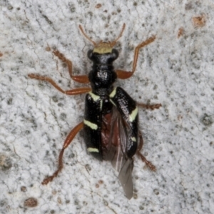 Lemidia nitens at Melba, ACT - 12 Aug 2024