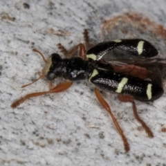 Lemidia nitens at Melba, ACT - 12 Aug 2024