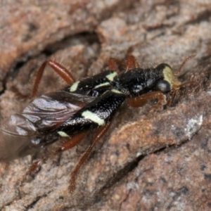 Lemidia nitens at Melba, ACT - 12 Aug 2024