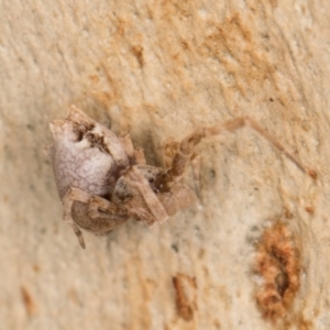 Philoponella congregabilis at Melba, ACT - 12 Aug 2024