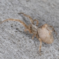 Philoponella congregabilis at Melba, ACT - 12 Aug 2024