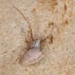 Philoponella congregabilis at Melba, ACT - 12 Aug 2024 01:02 PM